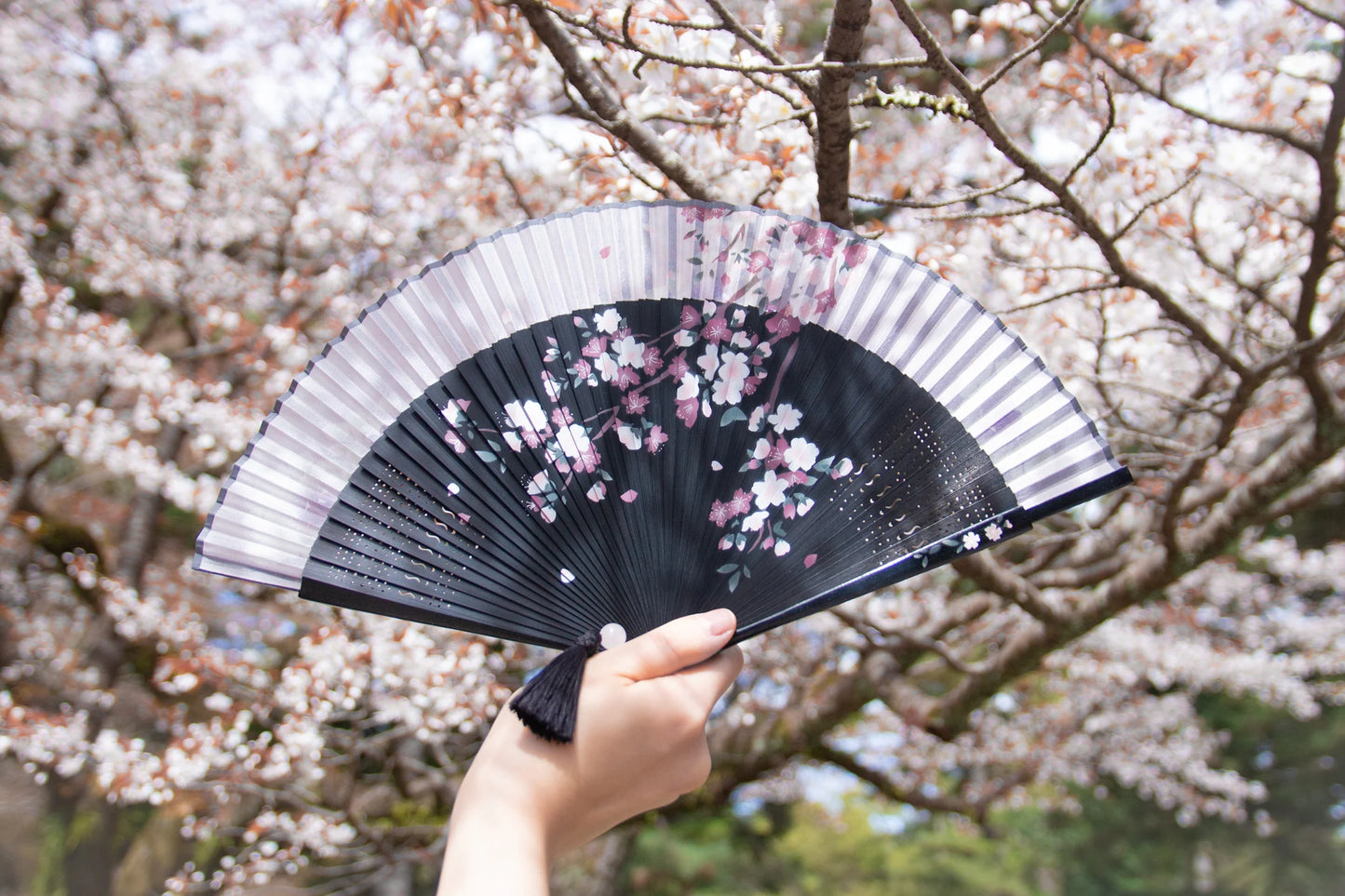 Cherry Blossom Sensu (Japanese folding fan) for Women - Black -