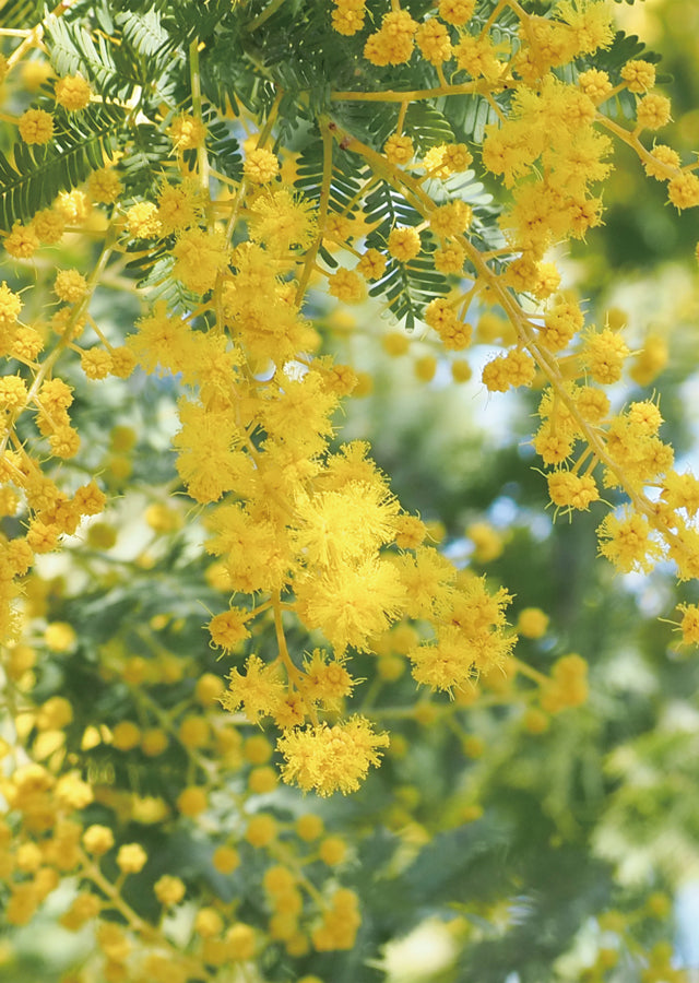 Hand-dyed Linen Noren (Japanese Doorway Curtain) - Mimosa - , Kyoto Noren