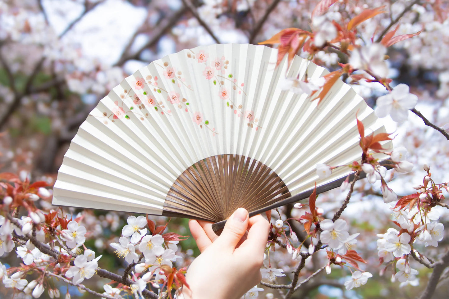 Kyo-sensu (Japanese folding fan) for Women - Asiatic Dayflower - , Made in Kyoto, Japan , Kyoto sensu