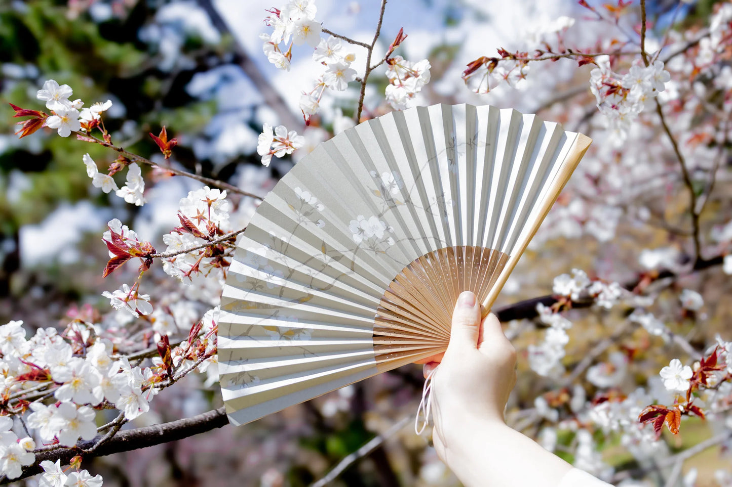 Kyo-sensu (Japanese folding fan) for Women - Cherry Blossom - , Made in Kyoto, Japan , Kyoto sensu
