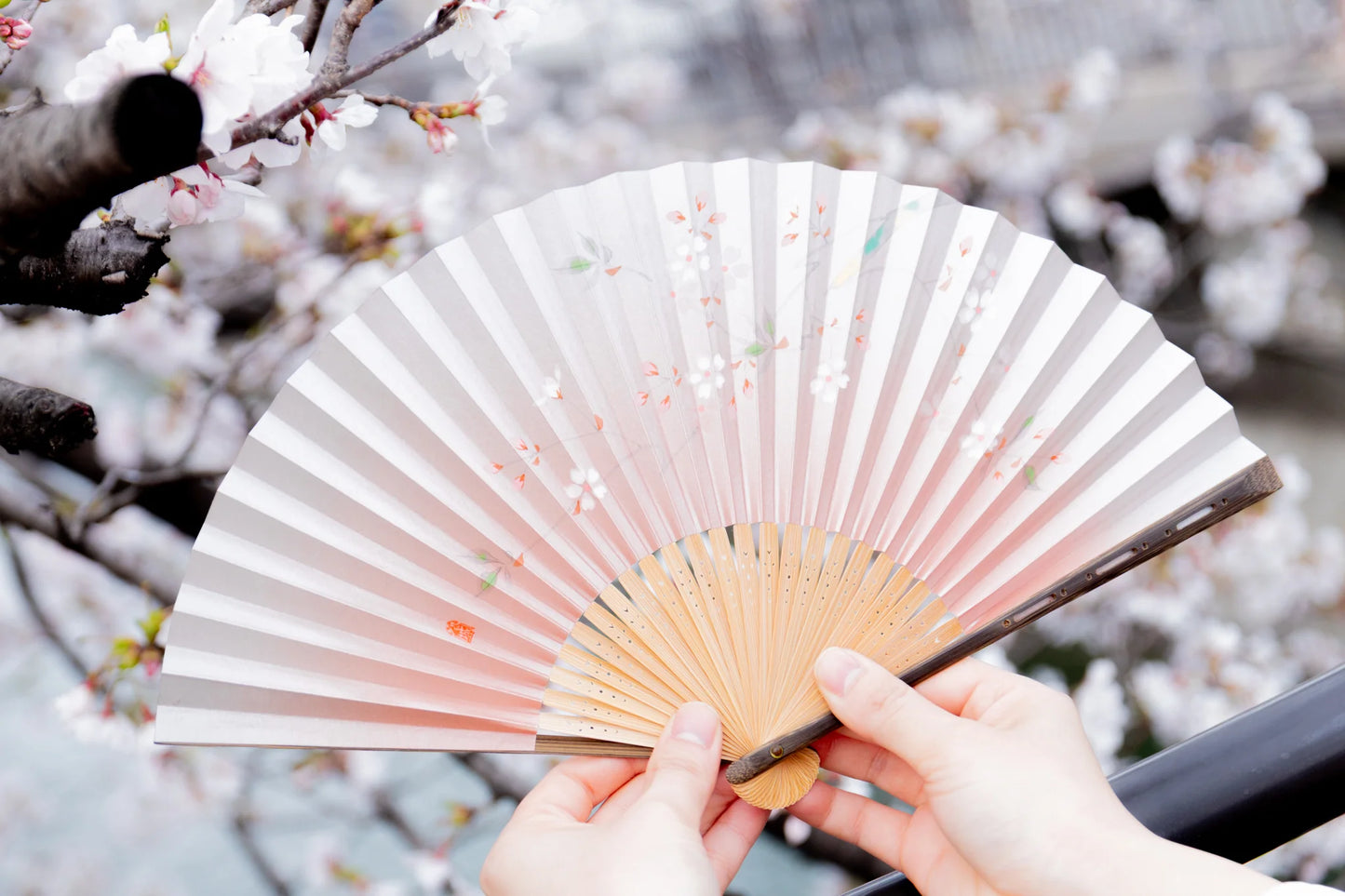 Kyo-sensu (Japanese folding fan) for Women - Clematis - , Made in Kyoto, Japan, Kyoto sensu