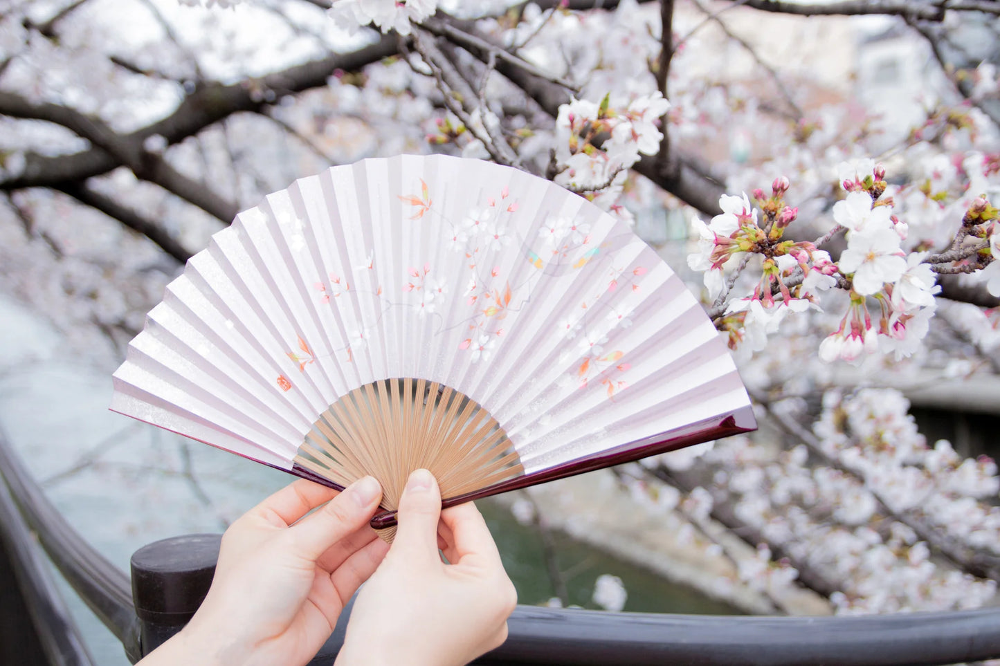 Kyo-sensu (Japanese folding fan) for Women - Balloon Flower - , Made in Kyoto, Japan, Kyoto sensu