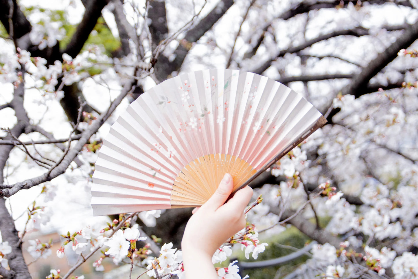 Kyo-sensu (Japanese folding fan) for Women - Clematis - , Made in Kyoto, Japan, Kyoto sensu